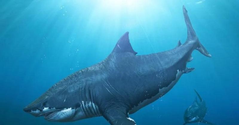 Bí ẩn về Megalodon