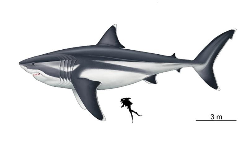 Kích thước cá mập Megalodon so với người