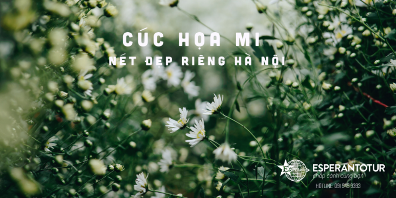 Cây cơm nguội với hoa trắng nhỏ xinh