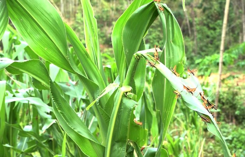 Châu Chấu Nông Nghiệp