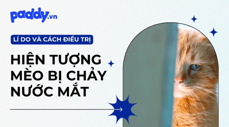 Lầm tưởng khi dạy dỗ mèo