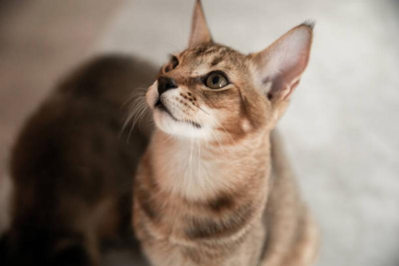 Mèo Chausie mạnh mẽ