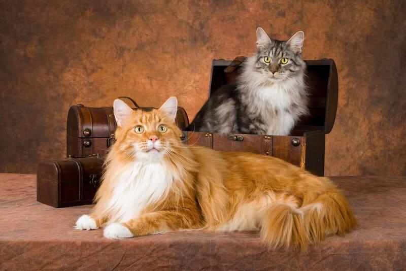 Maine Coon khổng lồ