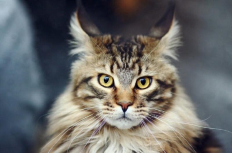 Mèo Maine Coon môi trường sống