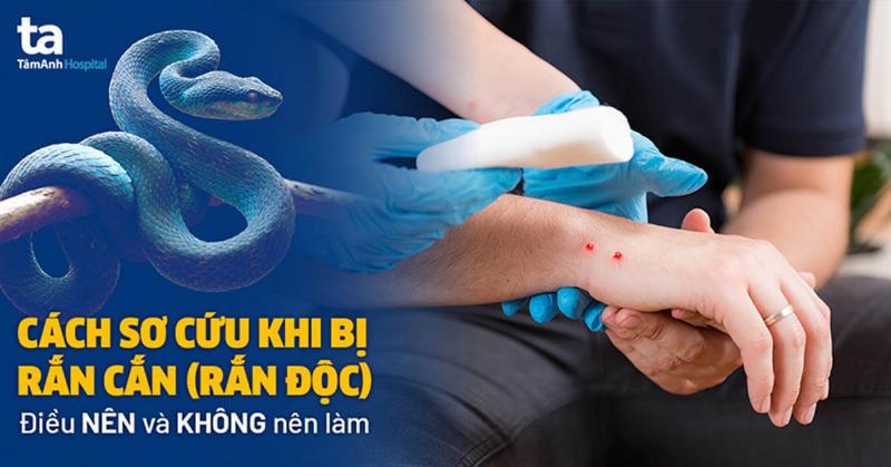 Rắn Cạp Nong: Nọc Độc Âm Thầm Nhưng Nguy Hiểm