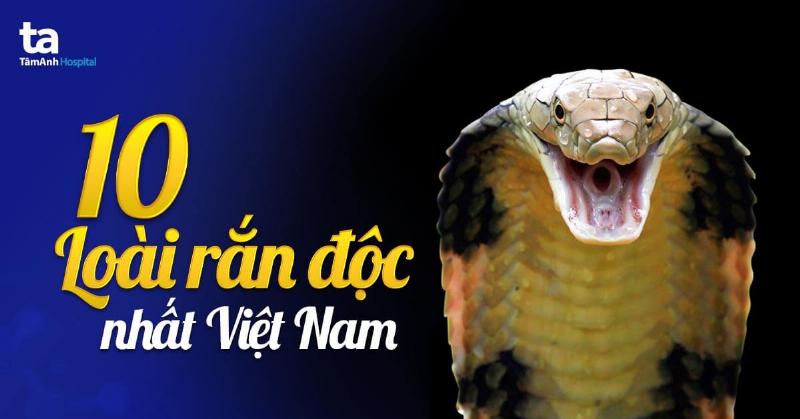 Phân biệt rắn san hô đầu bạc với các loài khác