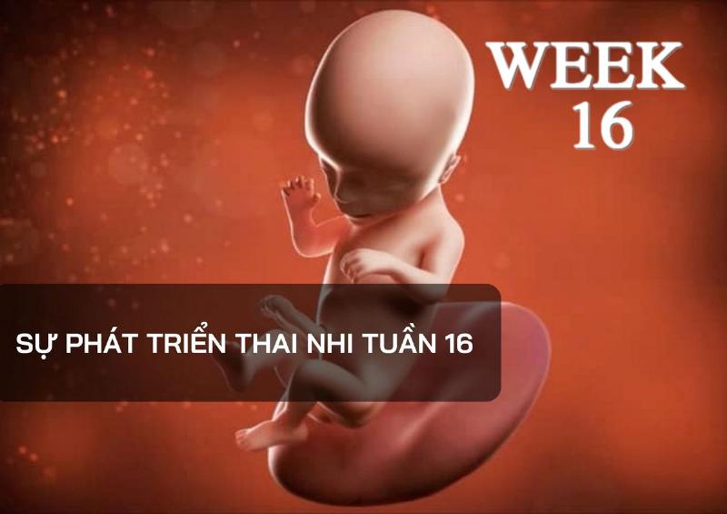 Tính Số Ngày Trong 16 Tuần