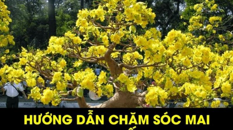 Tưới nước cho mai sau tết đúng cách