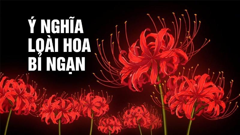 Ý nghĩa hoa bỉ ngạn trong văn hóa Nhật Bản